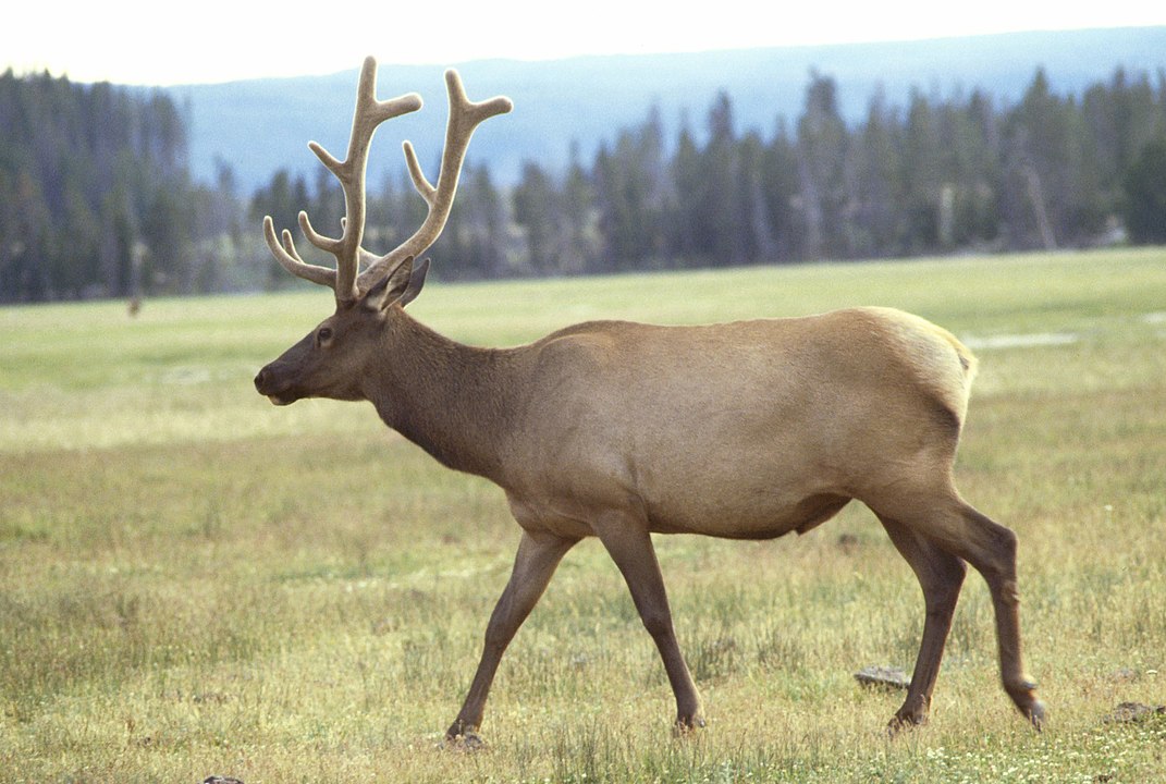 Foto eines Wapiti. Von Leupold, Jim - U.S. Fish and Wildlife Service, Gemeinfrei, https://commons.wikimedia.org/w/index.php?curid=242496